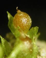 Moss spore capsule